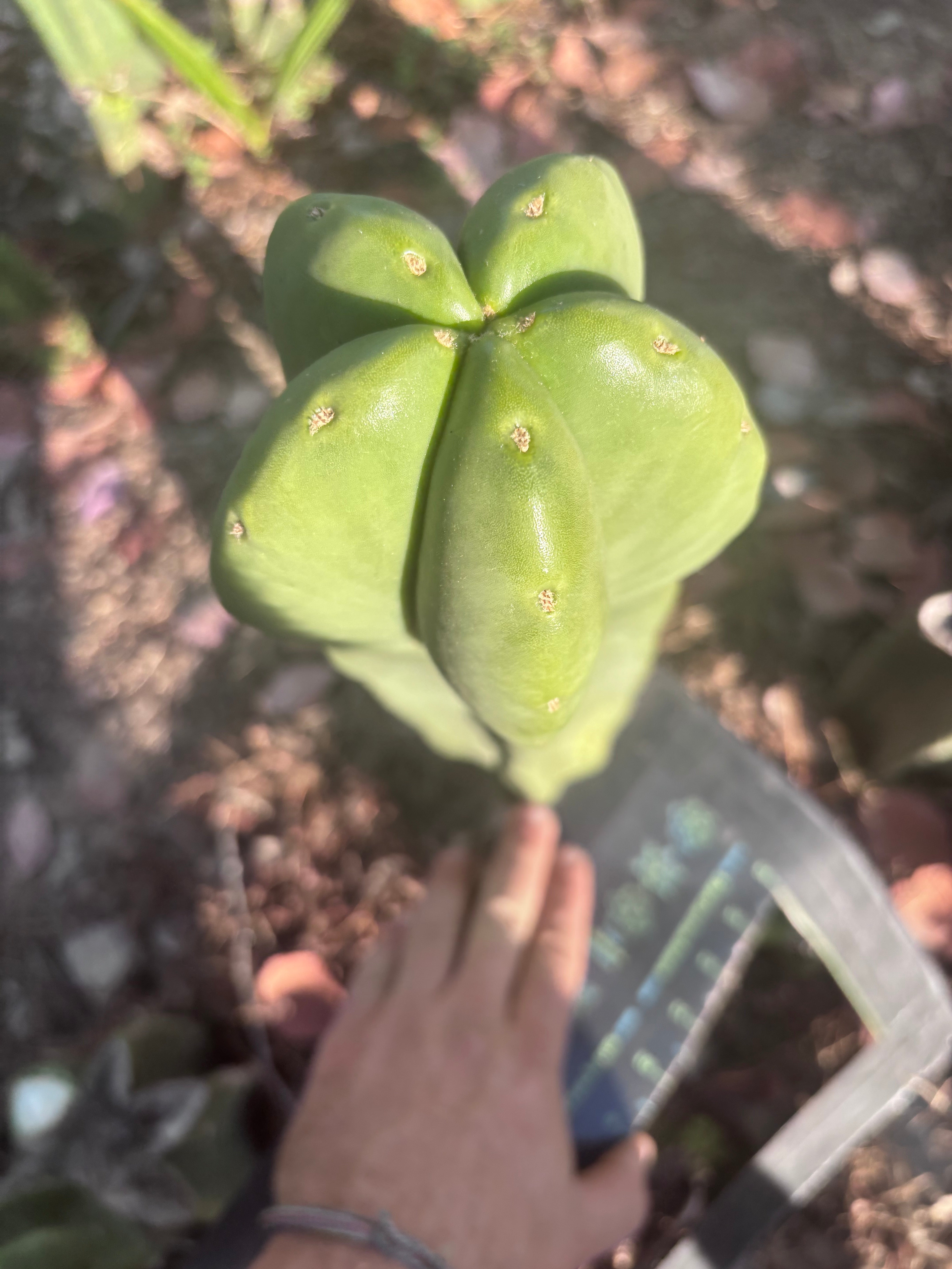 👑🌶️ Zulk — XL FAT 13” Pup