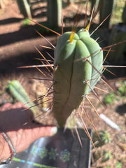 👑🌶️🌶️ Dulzura — 10” Tips (Restocked)