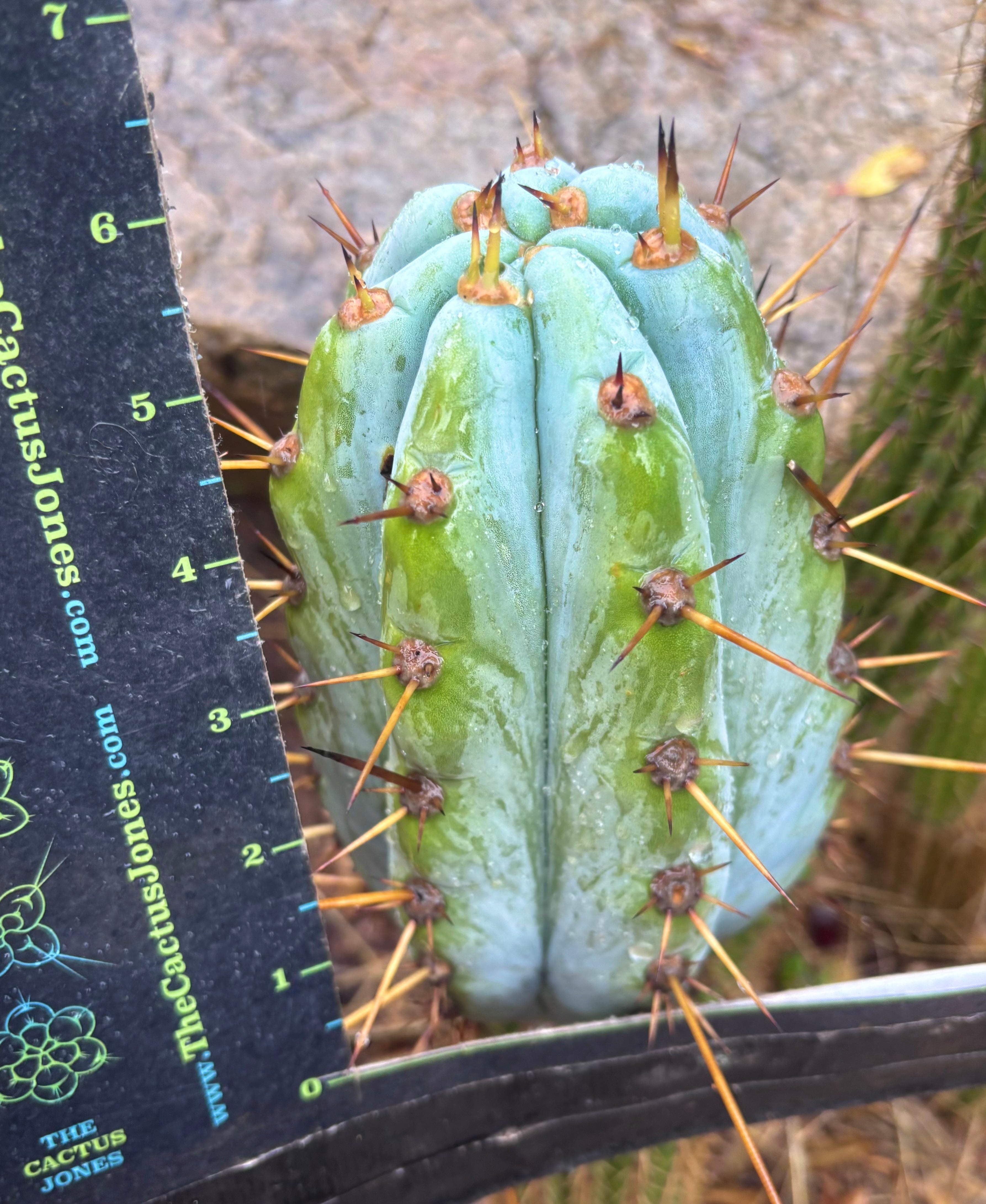 💎👑 BBG48.1540 — Fat 6” Tip