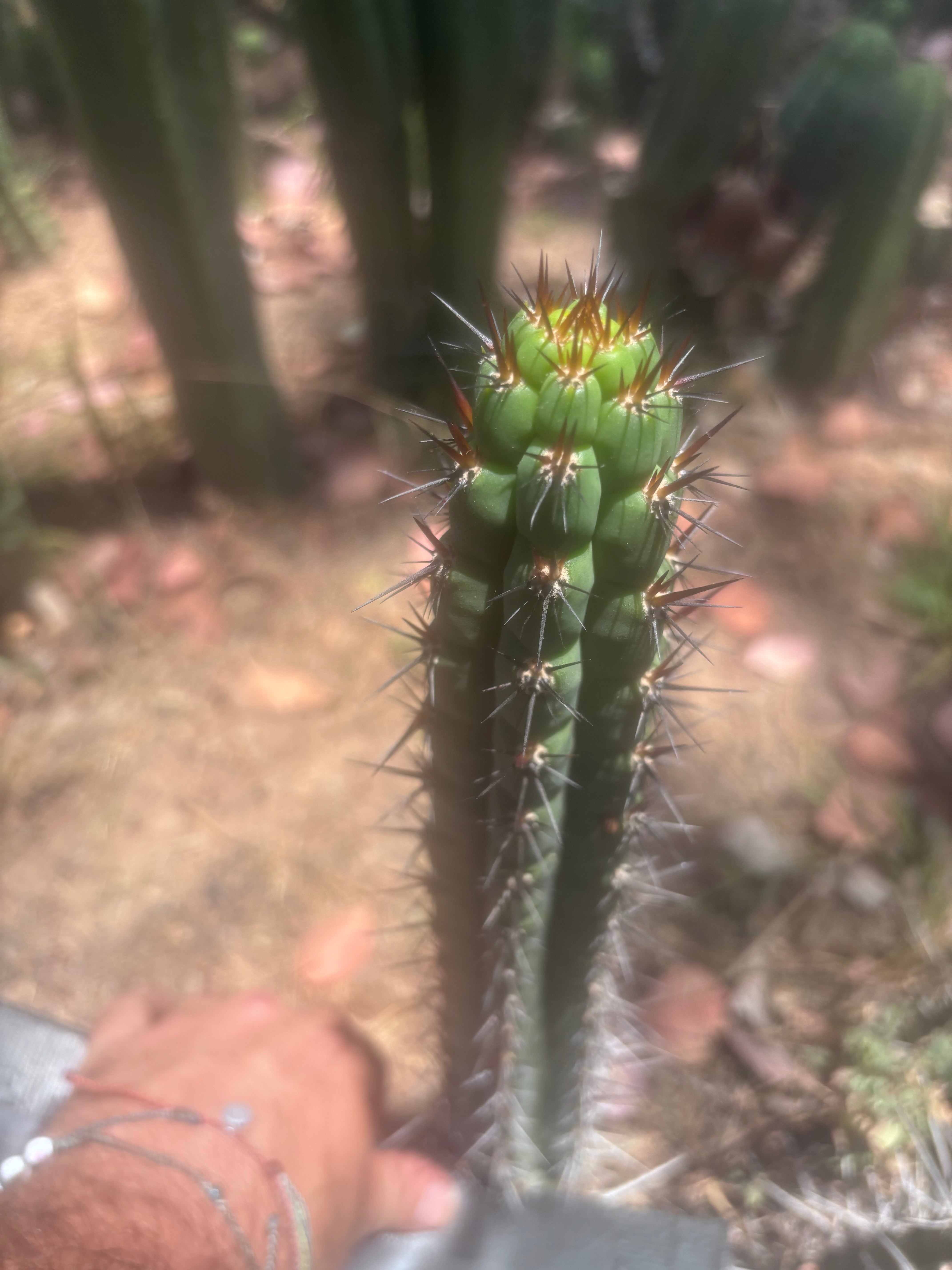 👑 SS04 — 13” Pup