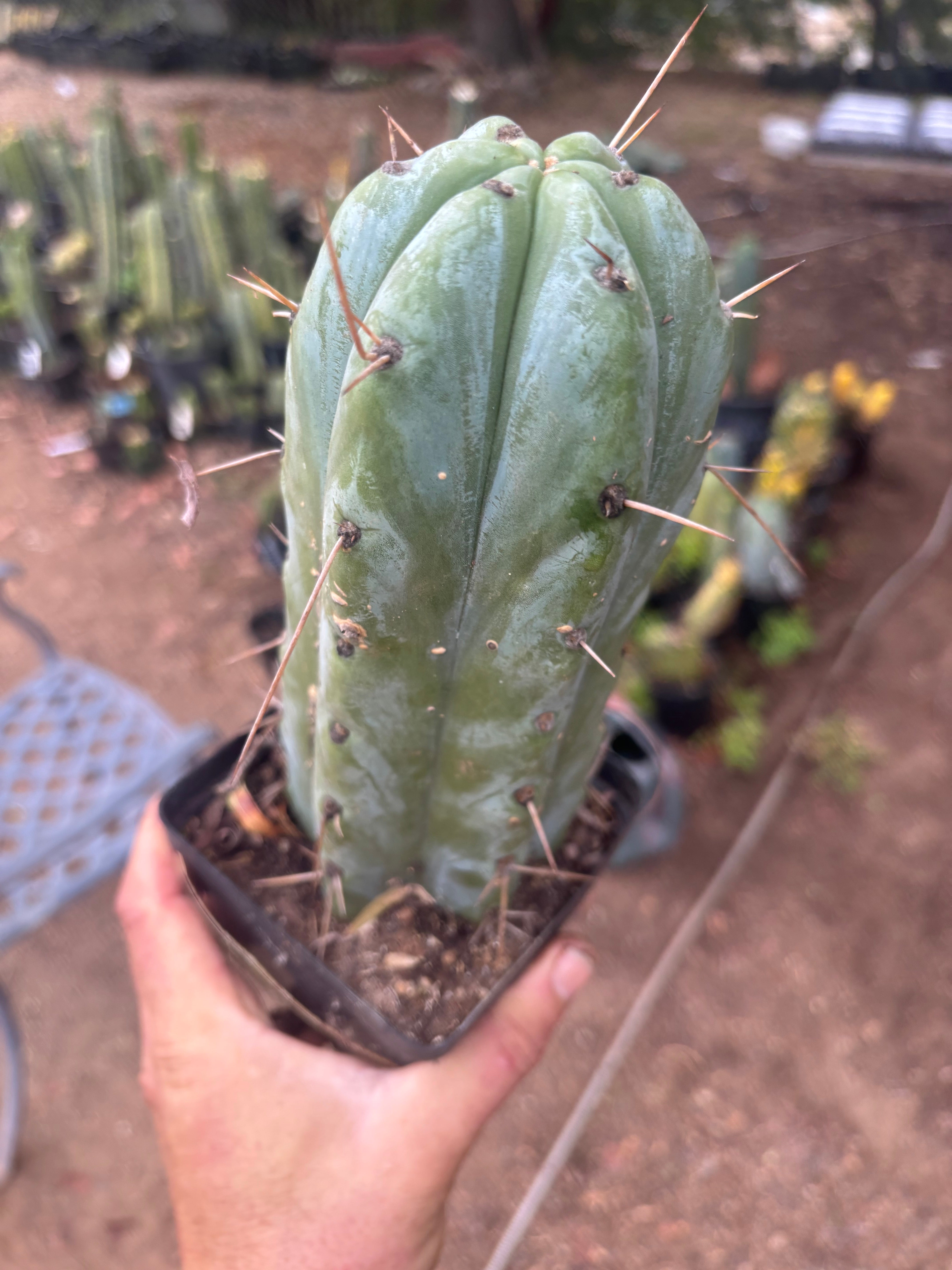👑🌶️ Psycho0’  — Fat 9” Rooted Tip