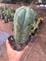 👑🌶️ Psycho0’  — Fat 9” Rooted Tip