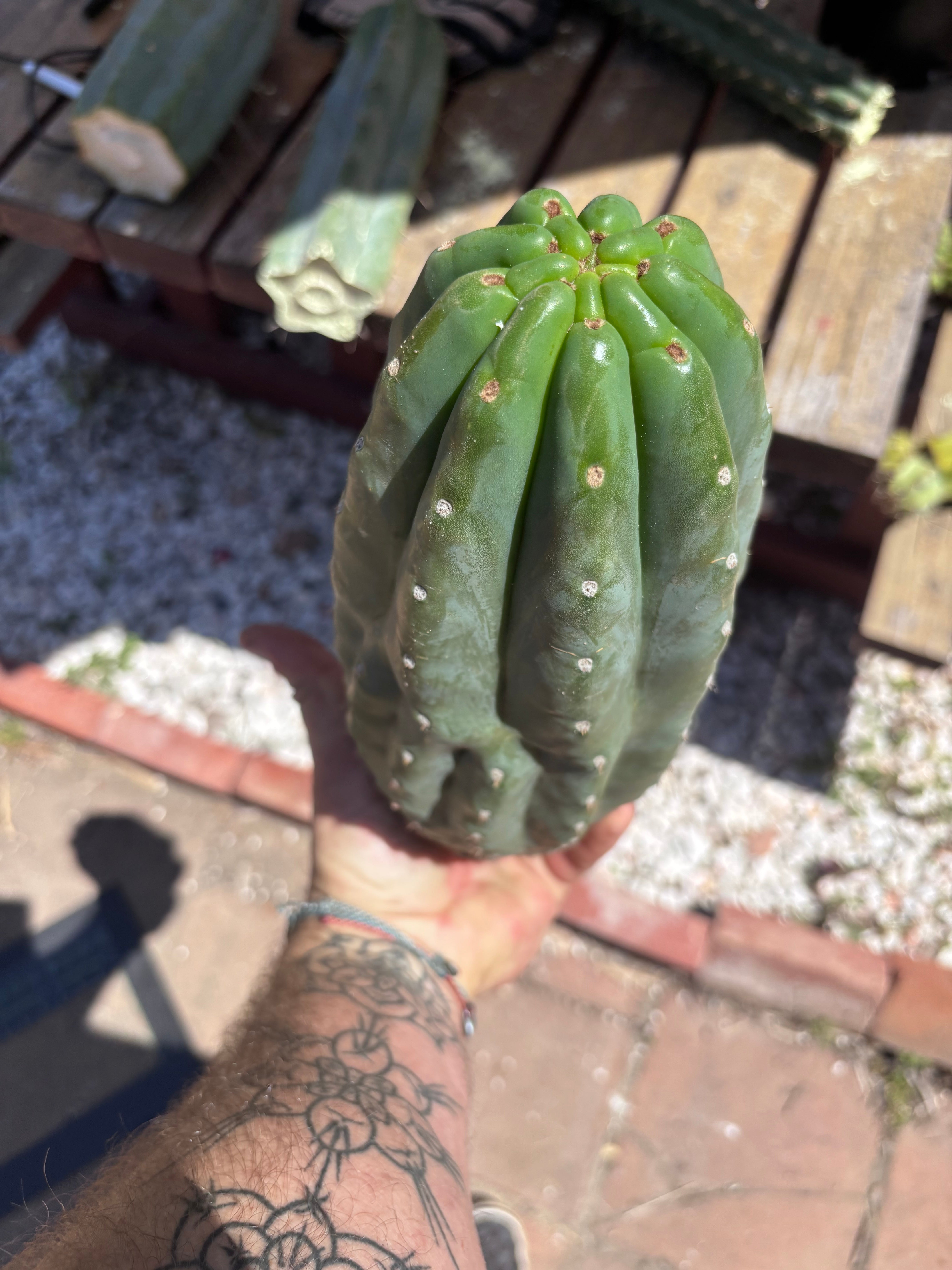 👑🌶️ Pierre — BEEFY 12” Pup