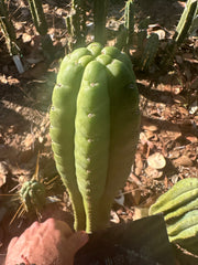 👑🌶️ Lima — 12” Tip