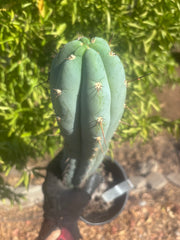 💎 Sharxx Blue x Rosei 2 — XL Rooted