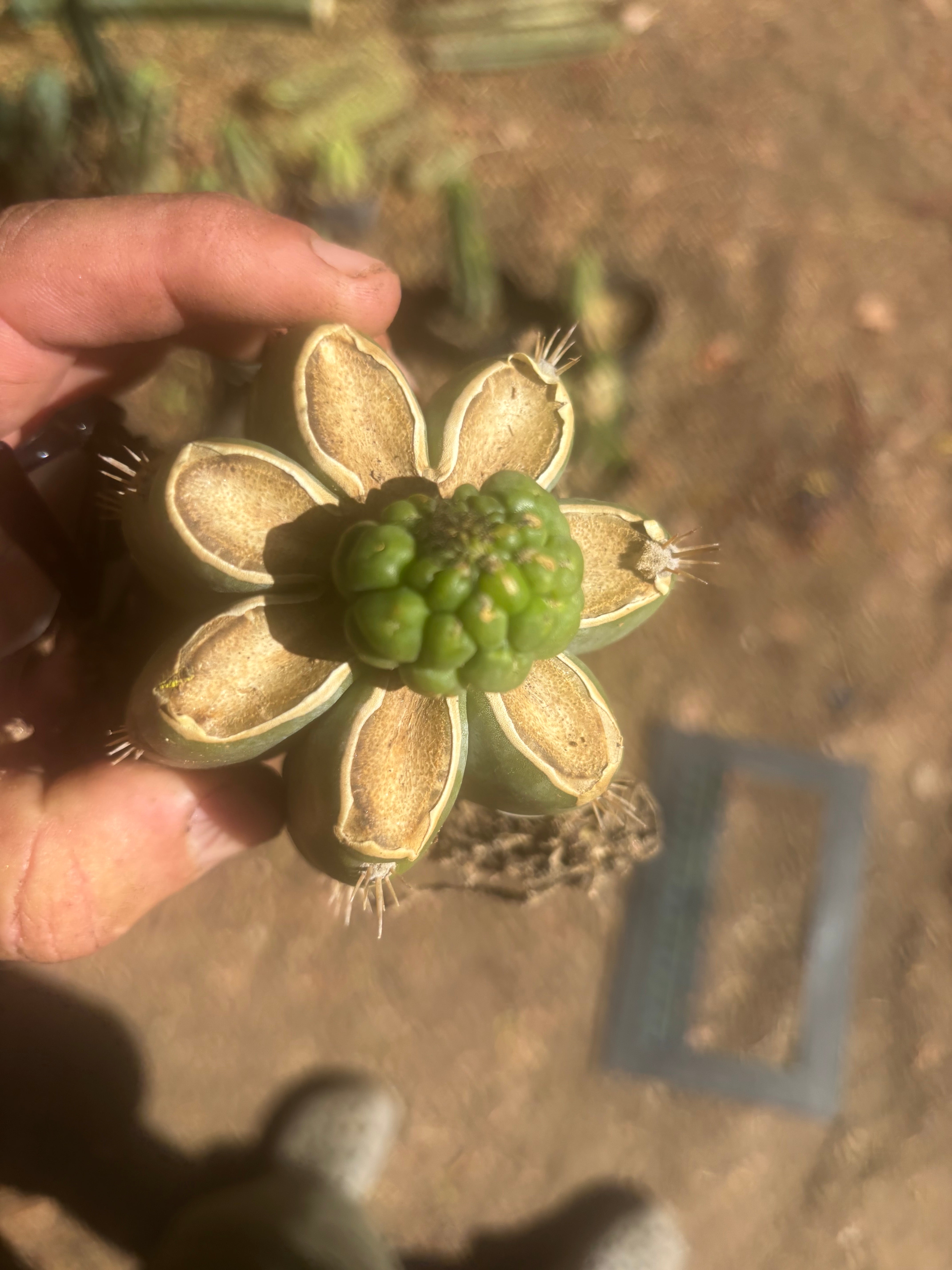 💎👑💎 Havran — Pup Graft on PC w/Roots