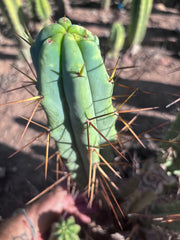 👑🌶️ Medicine Man — 15” Pup