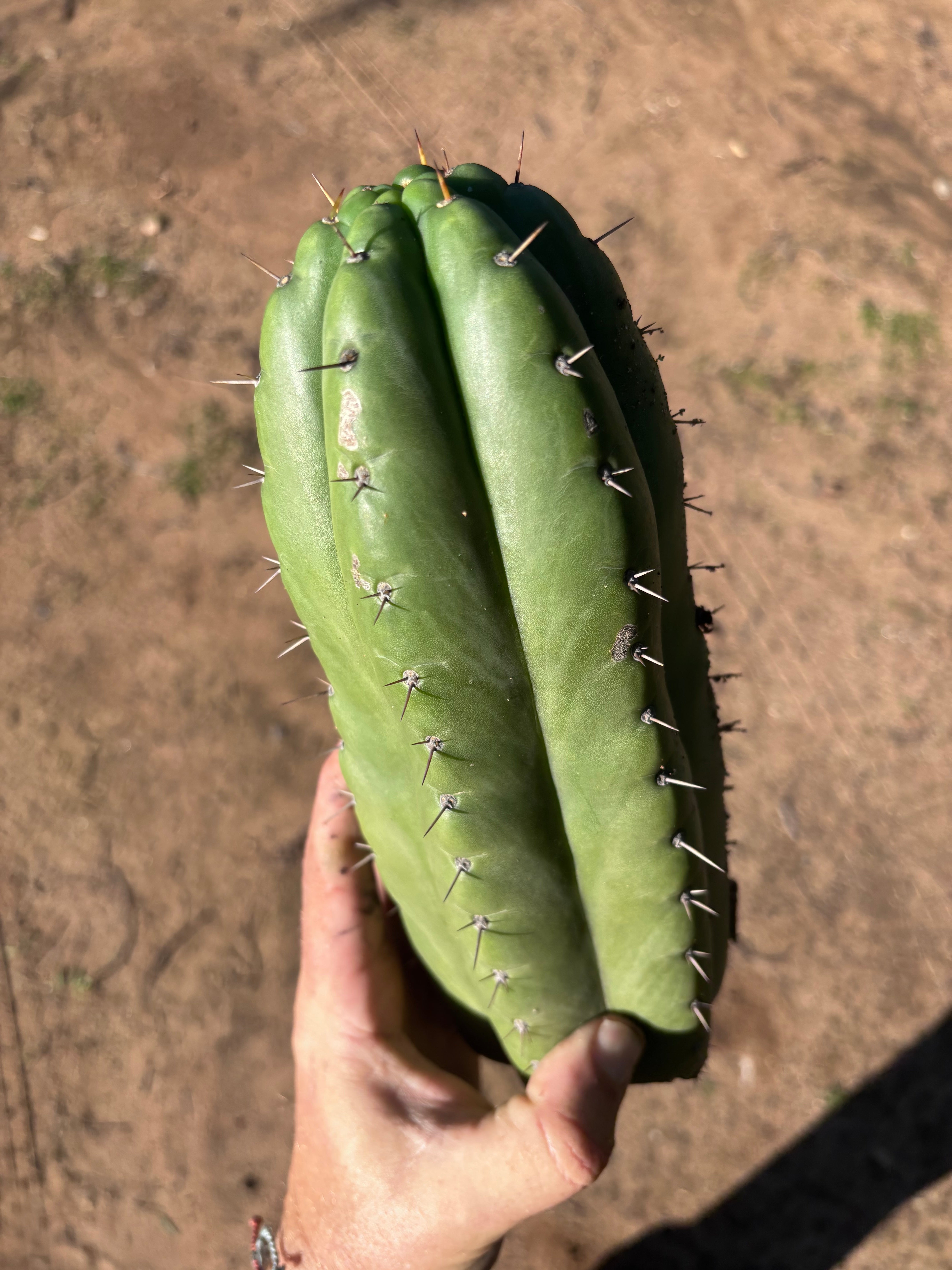 👑🌶️ Huarazensis — 10” Chonk Tip