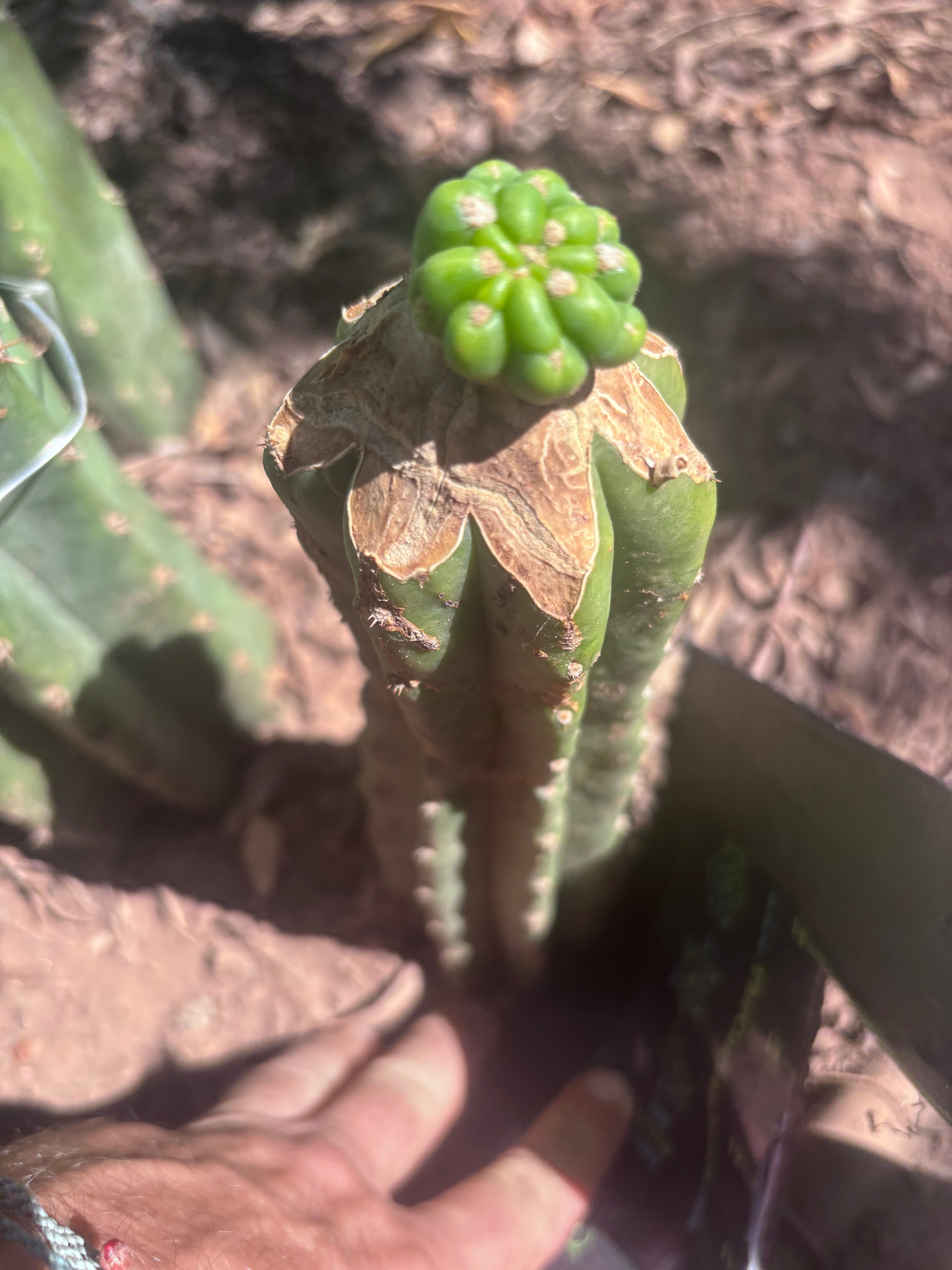 💎👑💎 Havran Preorder!