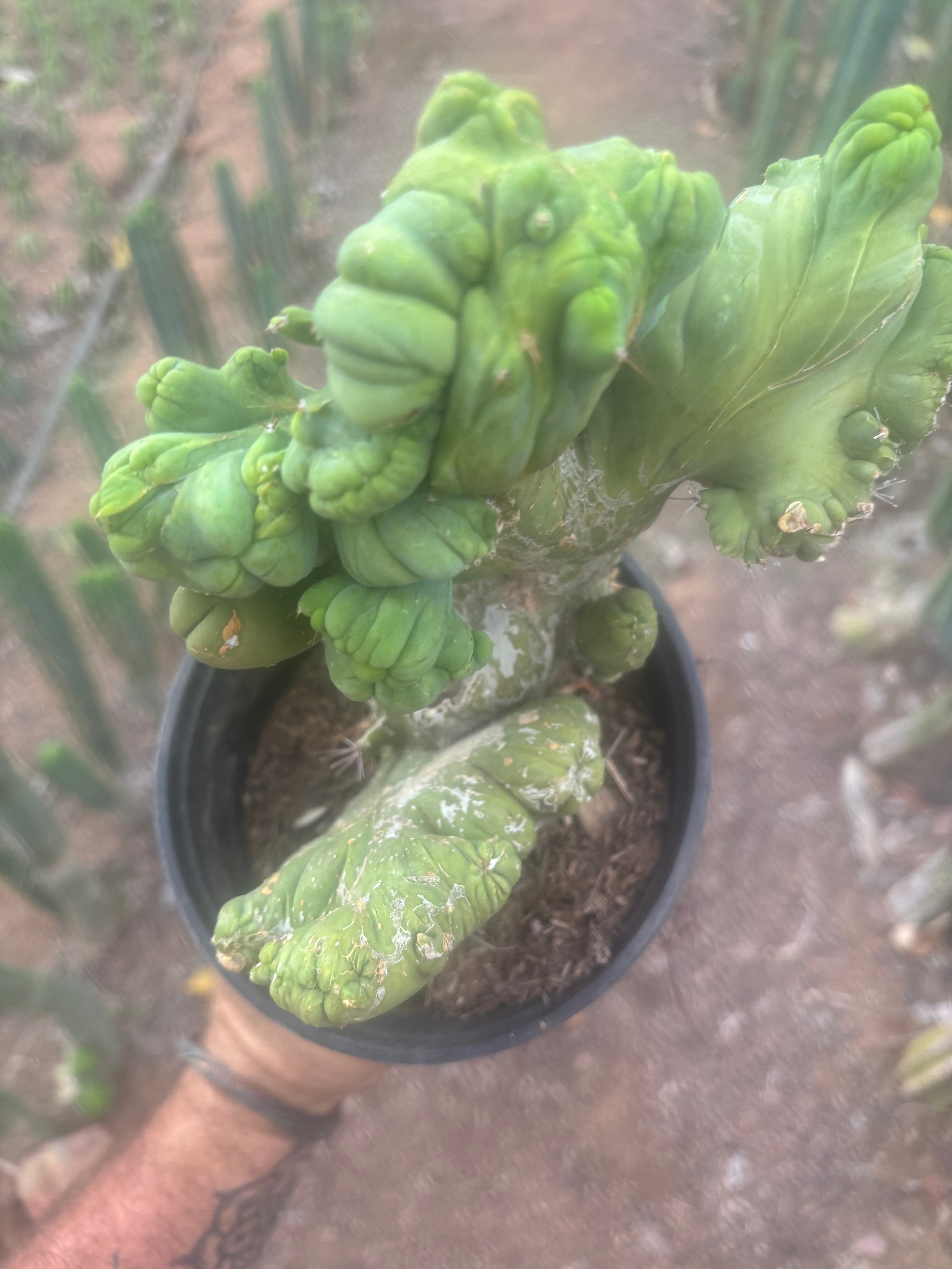 💎👑🌶️🌶️ TBMC — Large Rooted Specimen