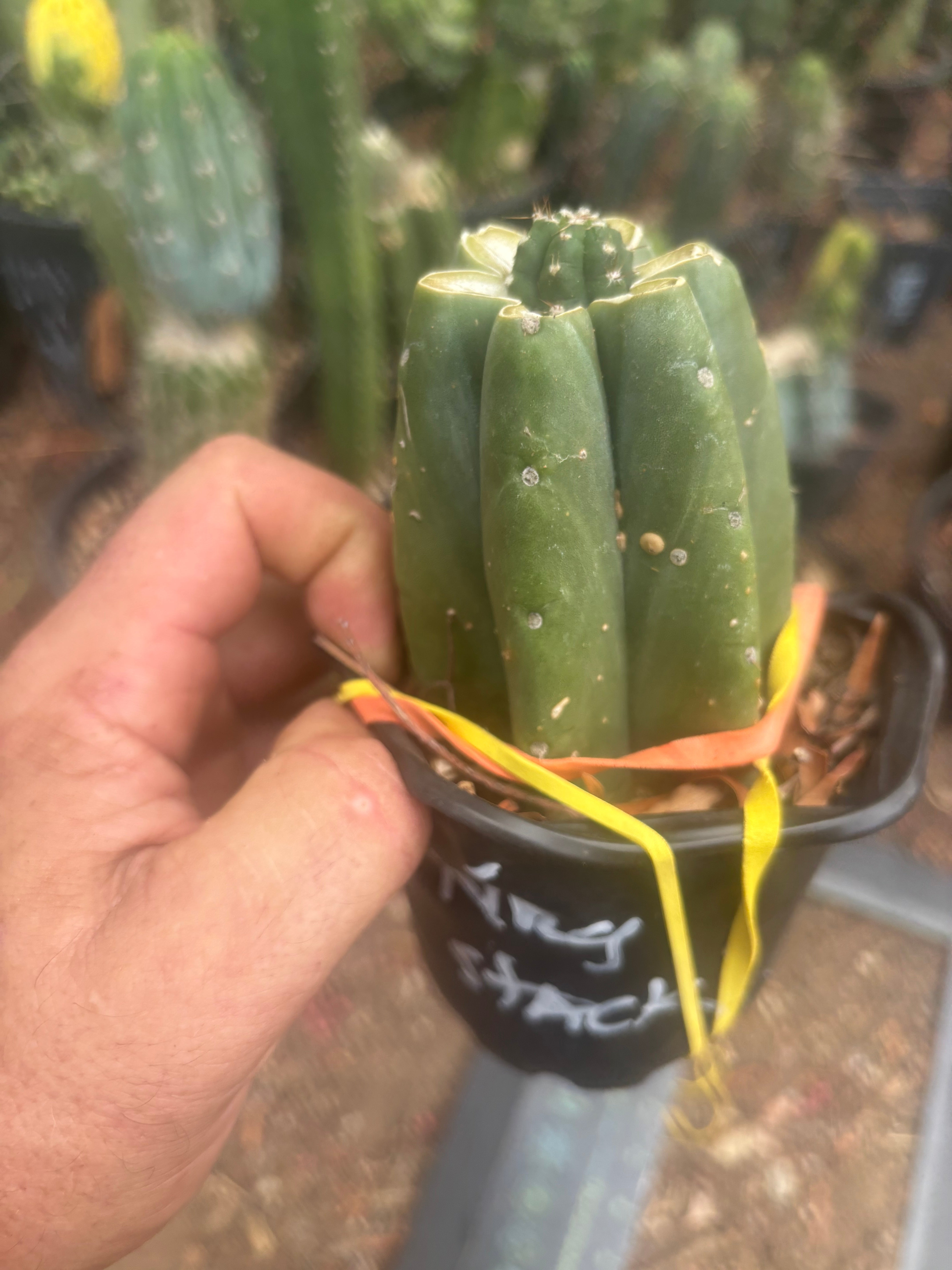 💎👑💎 King Stacker — Pup Graft on Rooted Pierre