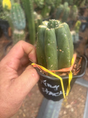 💎👑💎 King Stacker — Pup Graft on Rooted Pierre