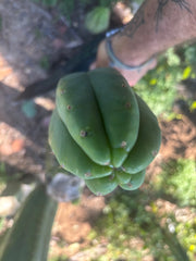 👑🌶️🌶️ Ogun — XL 14” Tip