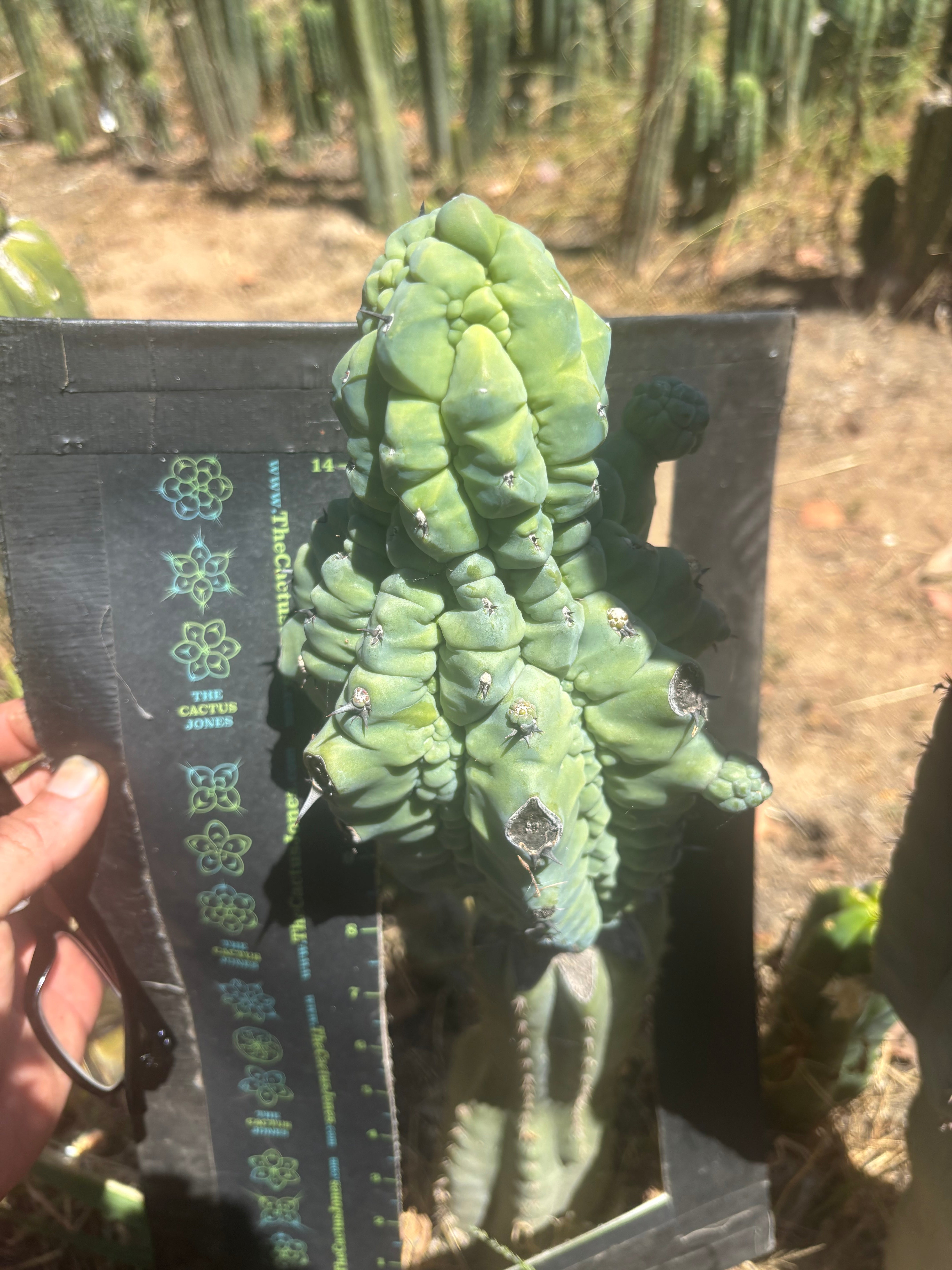 👑💎 Glorp — FAT XXL Graft