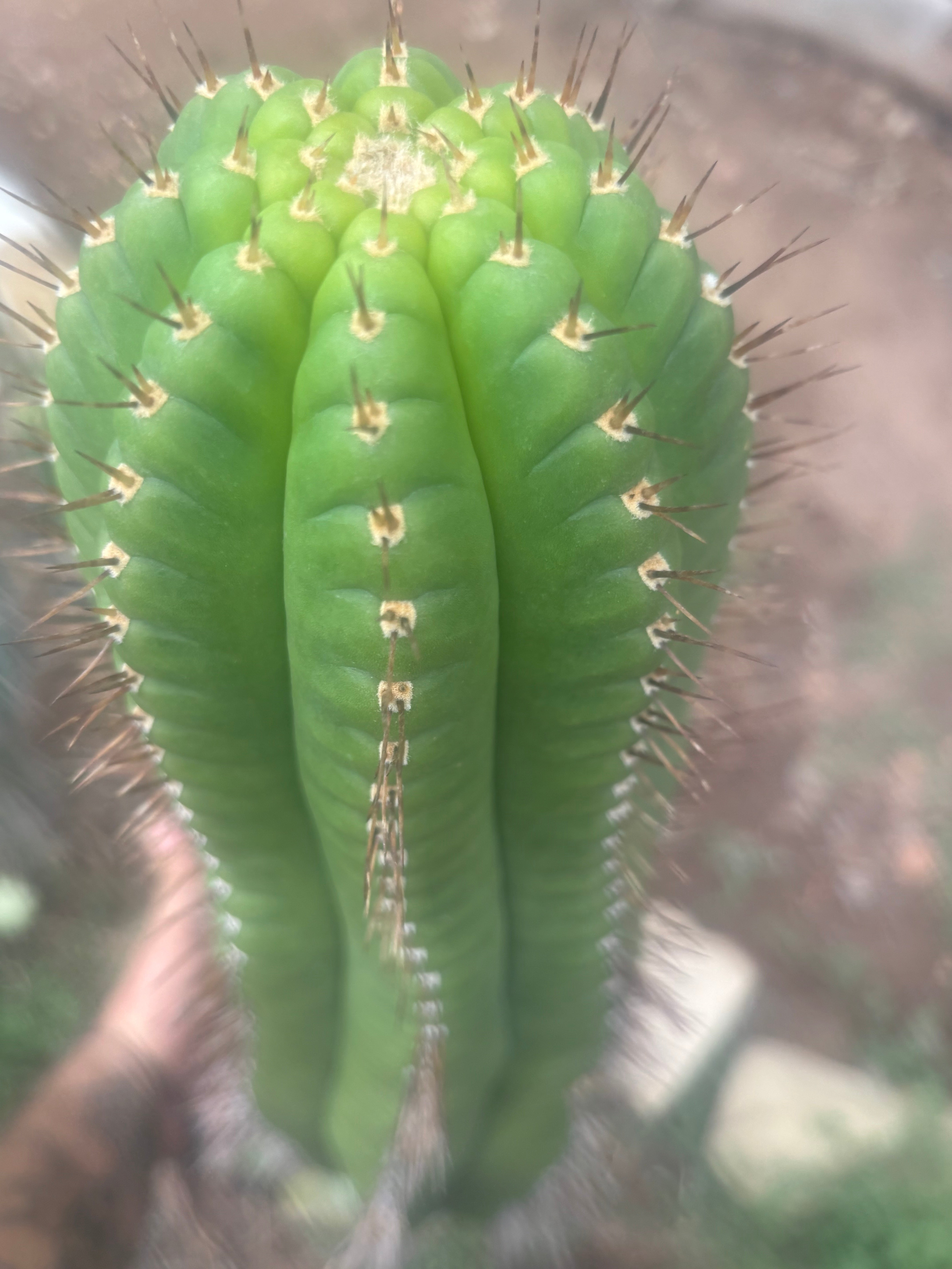 💎👑💎 Parque de Leyendes —BK08611.4 Clone A —  “Work of Art” Tip Graft on Rooted Stock