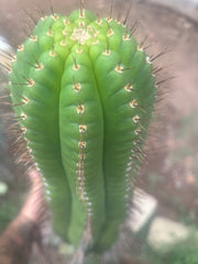 💎👑💎 Parque de Leyendes —BK08611.4 Clone A —  “Work of Art” Tip Graft on Rooted Stock