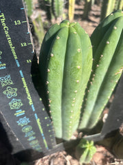 👑🌶️ DaFuq —  13” Pup