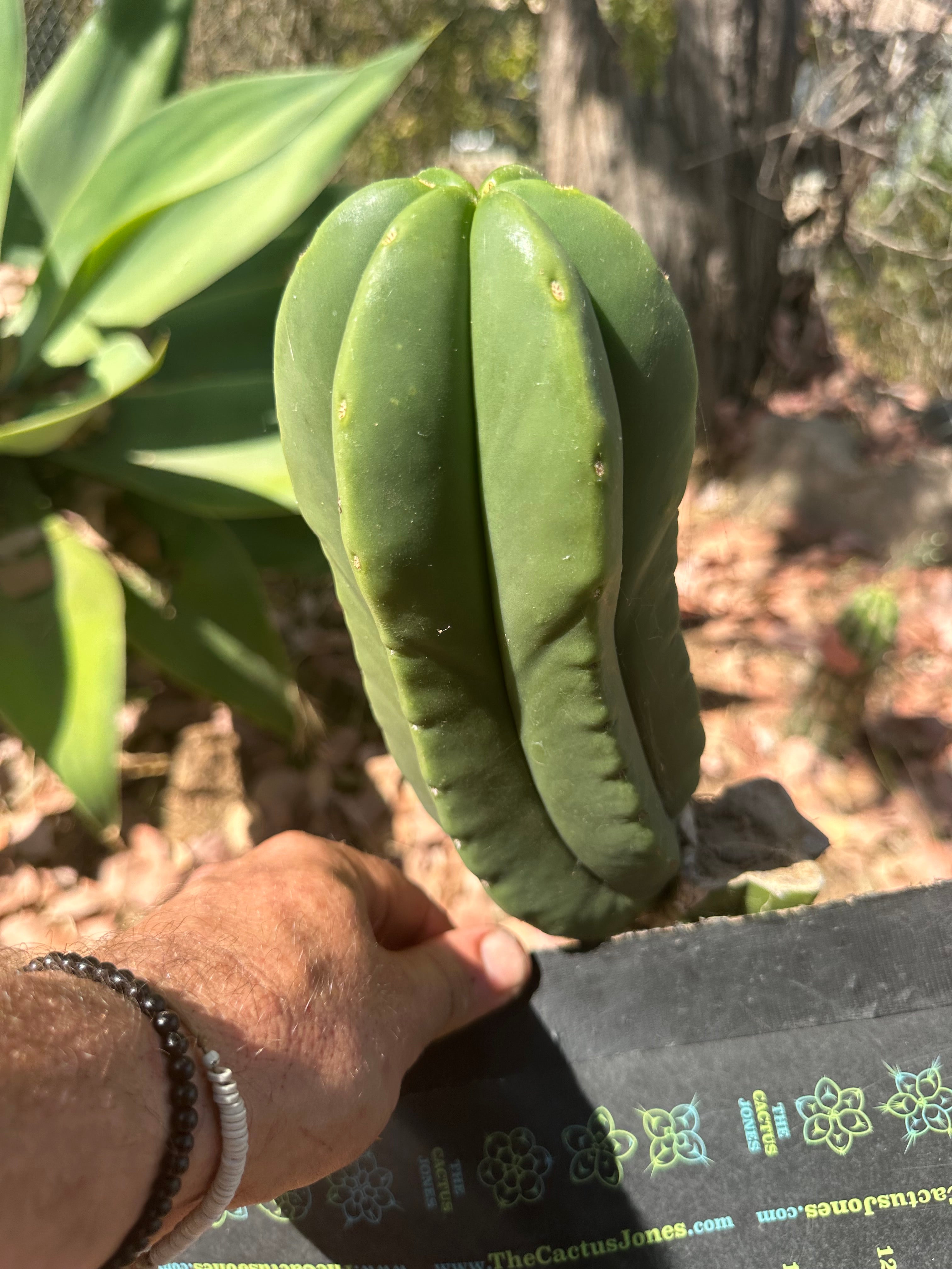 👑 Primo Aussie Scop — 8” Melon Pup