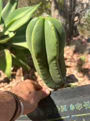 👑 Primo Aussie Scop — 8” Melon Pup
