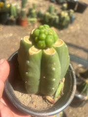💎👑💎 Havran — Pup Graft on Rooted Pierre