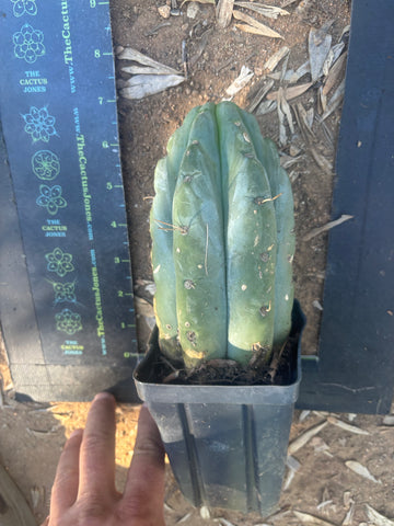 👑🌶️ 🌶️ Jiimz Twin Spine — Fat Rooted Tip