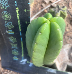 💎👑💎🌶️ Ferah! — 6” Grenade Pup