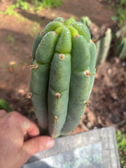 💎👑🌶️🌶️ Austy’s Bomb — 7” Tip