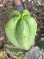 👑🌶️ Zulk — 8” Pup Melon