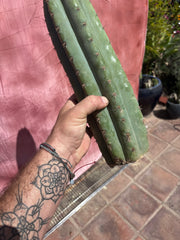👑💎 Brian’s Blue Skies — XL 14” Tip