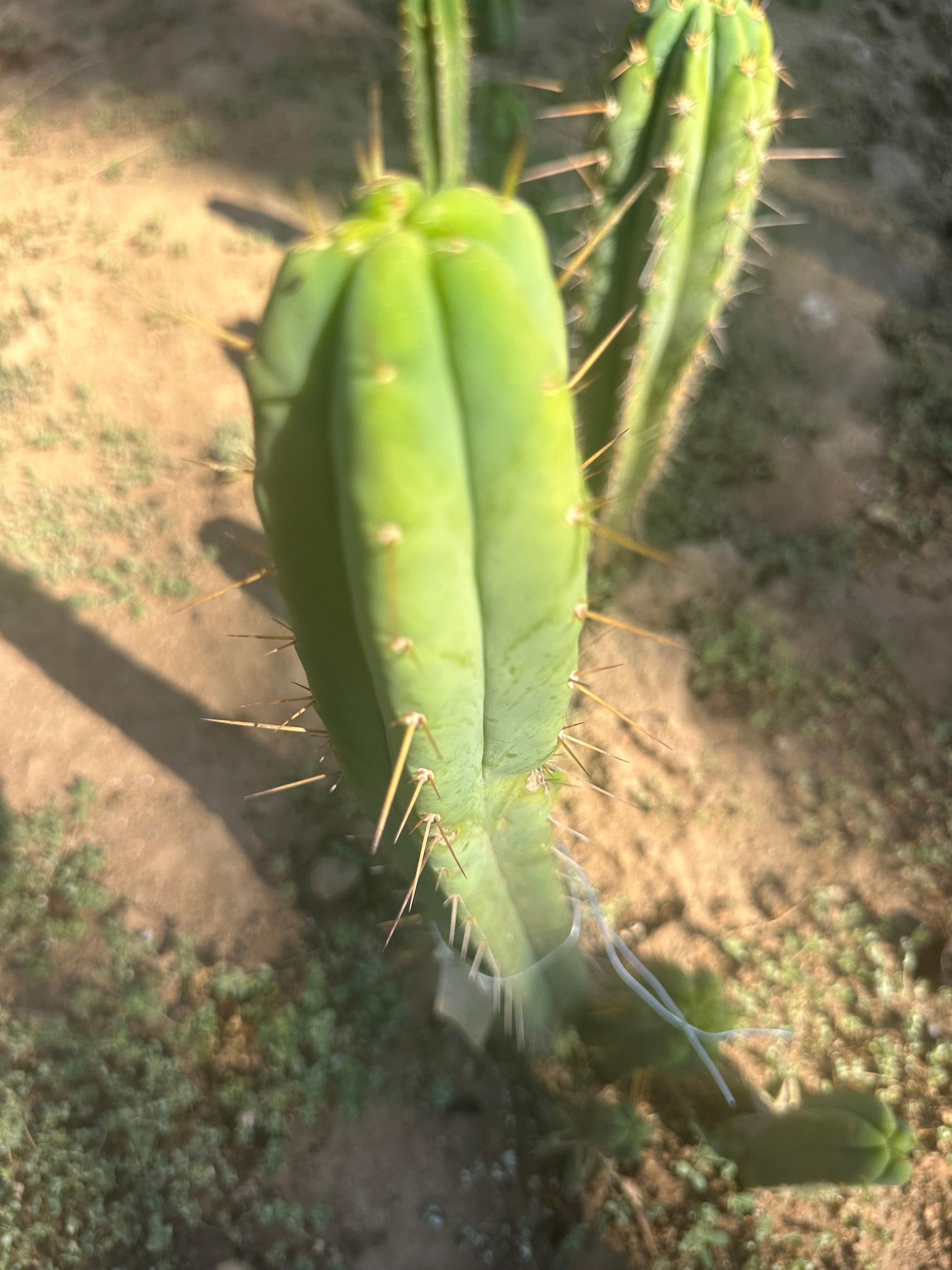 👑🌶️ Exotic Gardens — 10” Tip