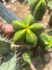 👑🌶️ Zulk Melon
