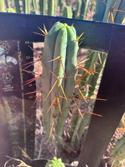 👑🌶️ Medicine Man — 15” Pup