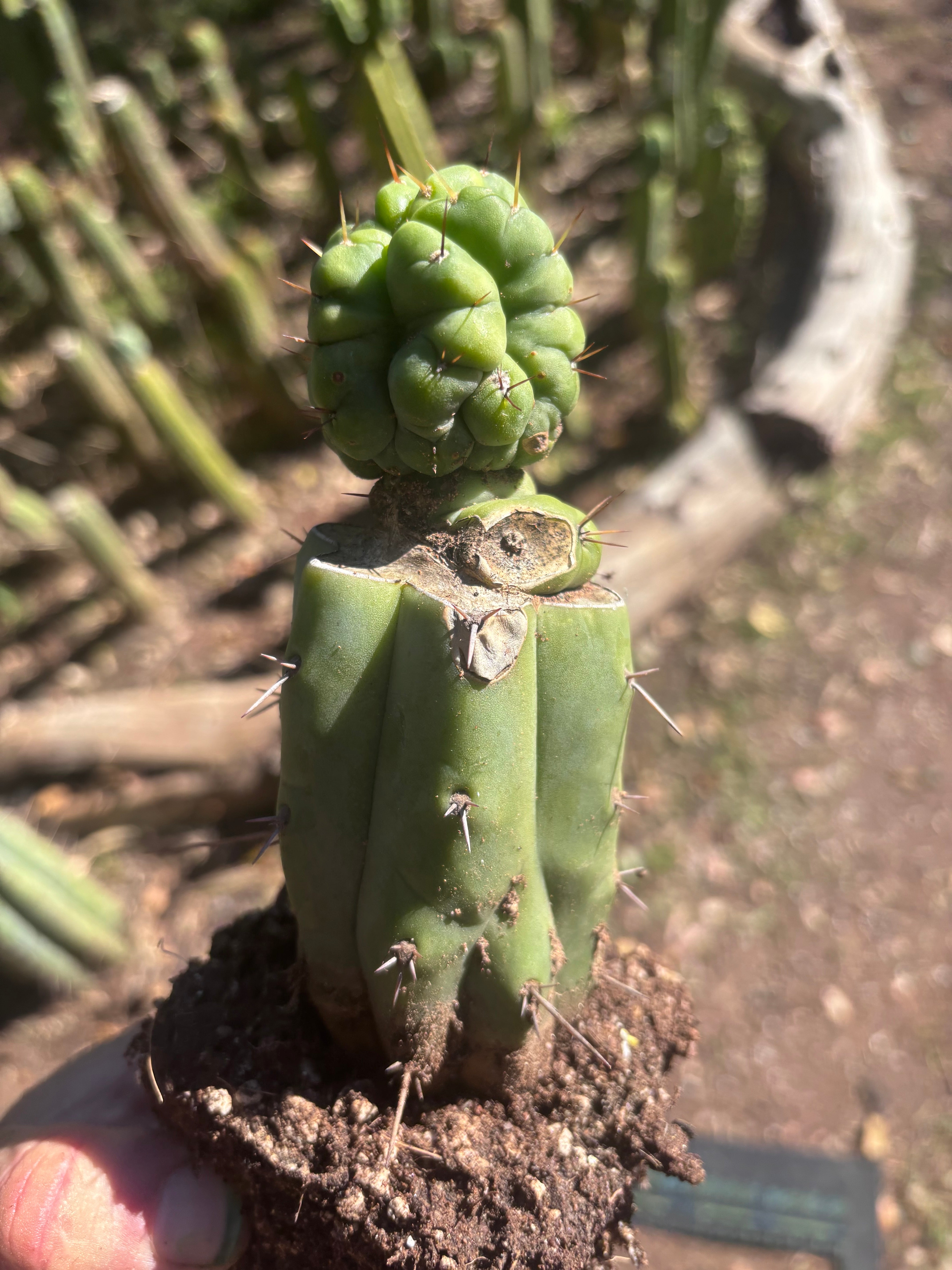 💎👑💎 Havran — Rooted Graft