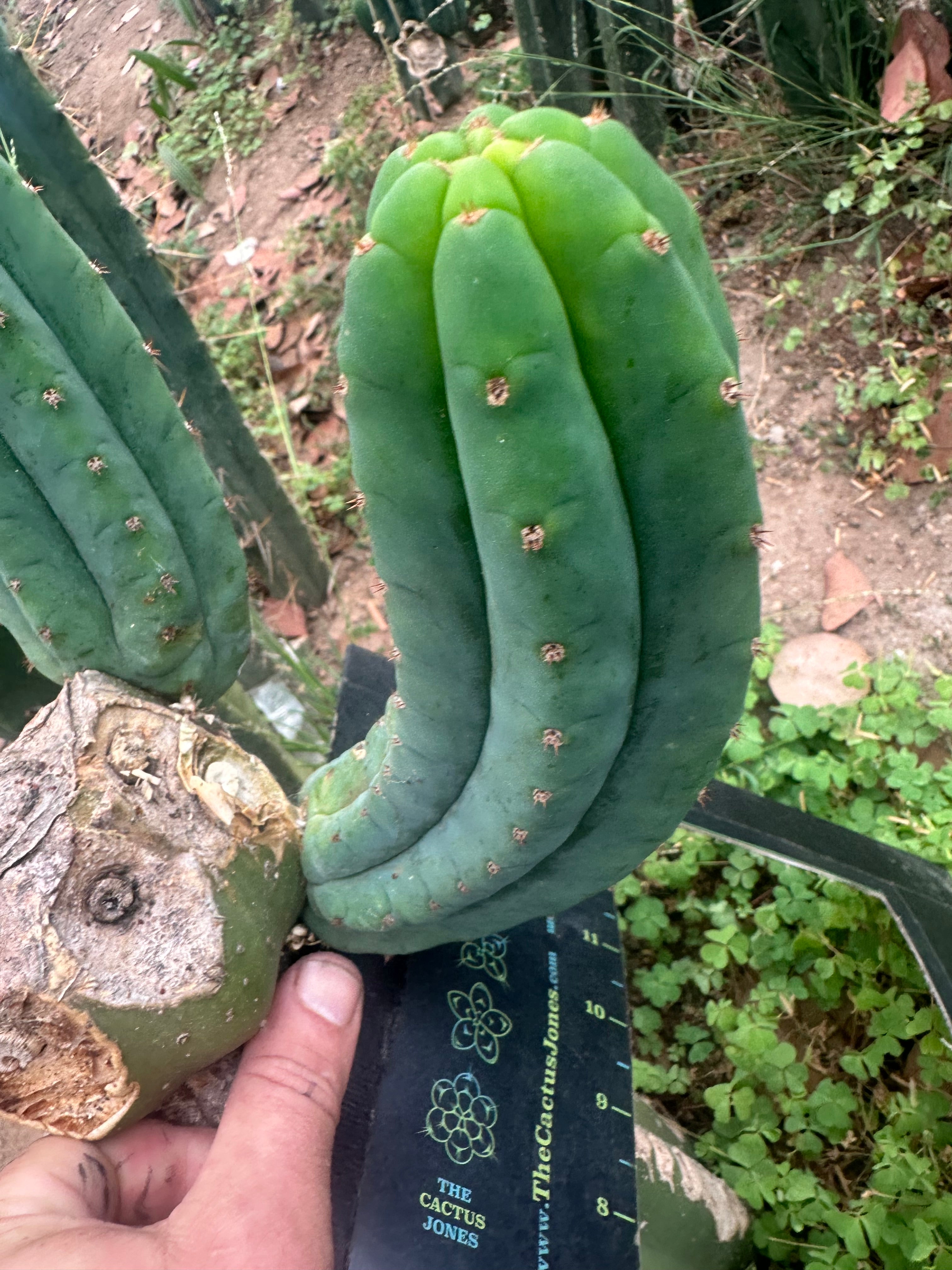 👑🌶️🌶️ Another Drop, Another Ogun — Chunky Pup
