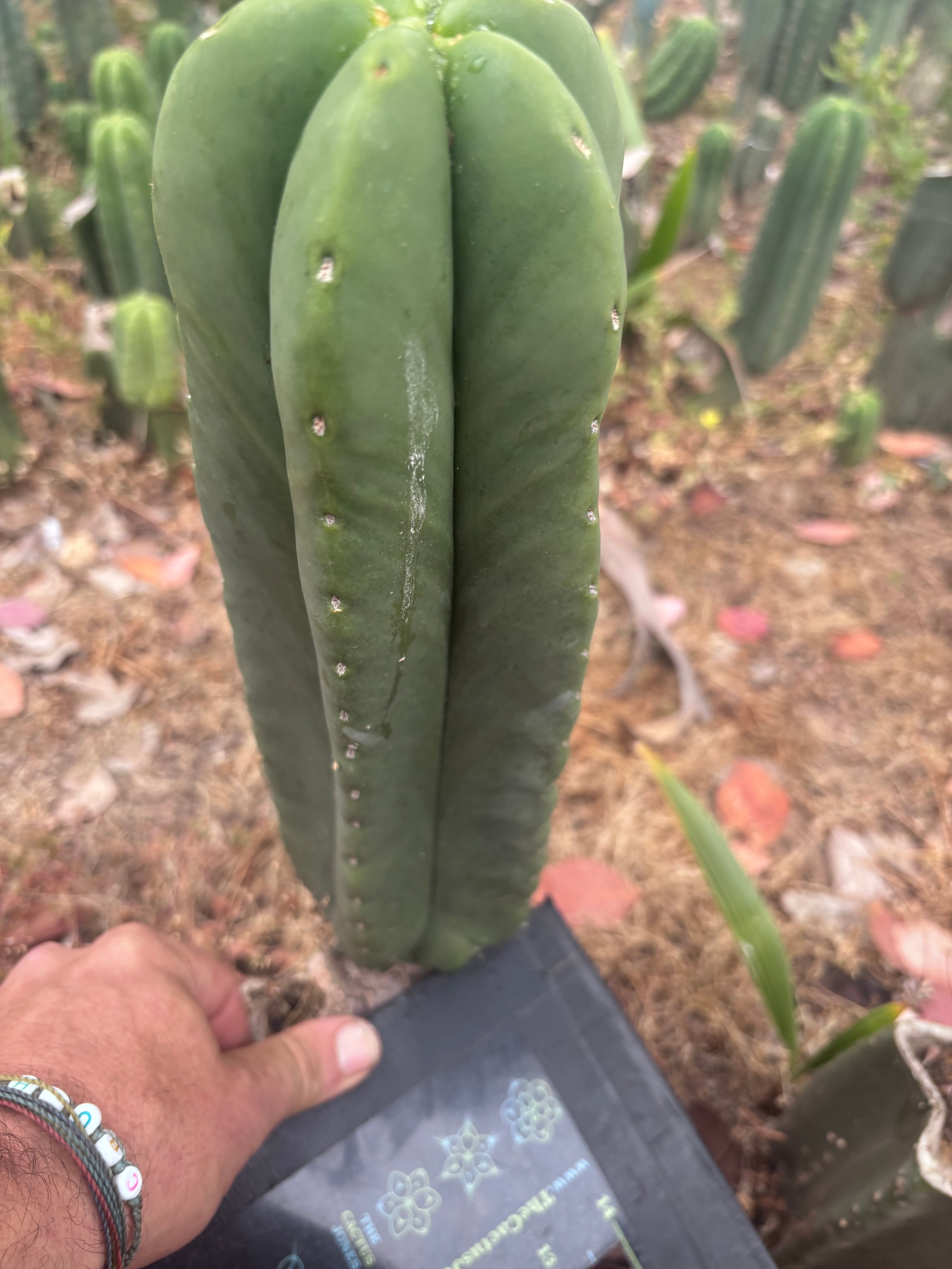 👑🌶️ Zulk — XL FAT 11” Pup