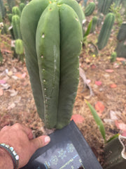 👑🌶️ Zulk — XL FAT 11” Pup