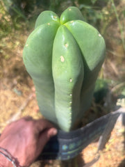 👑💎 Aussie Scop — FAT 12” Tip