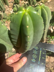 👑🌶️ Zulk — 8” Melon Pup