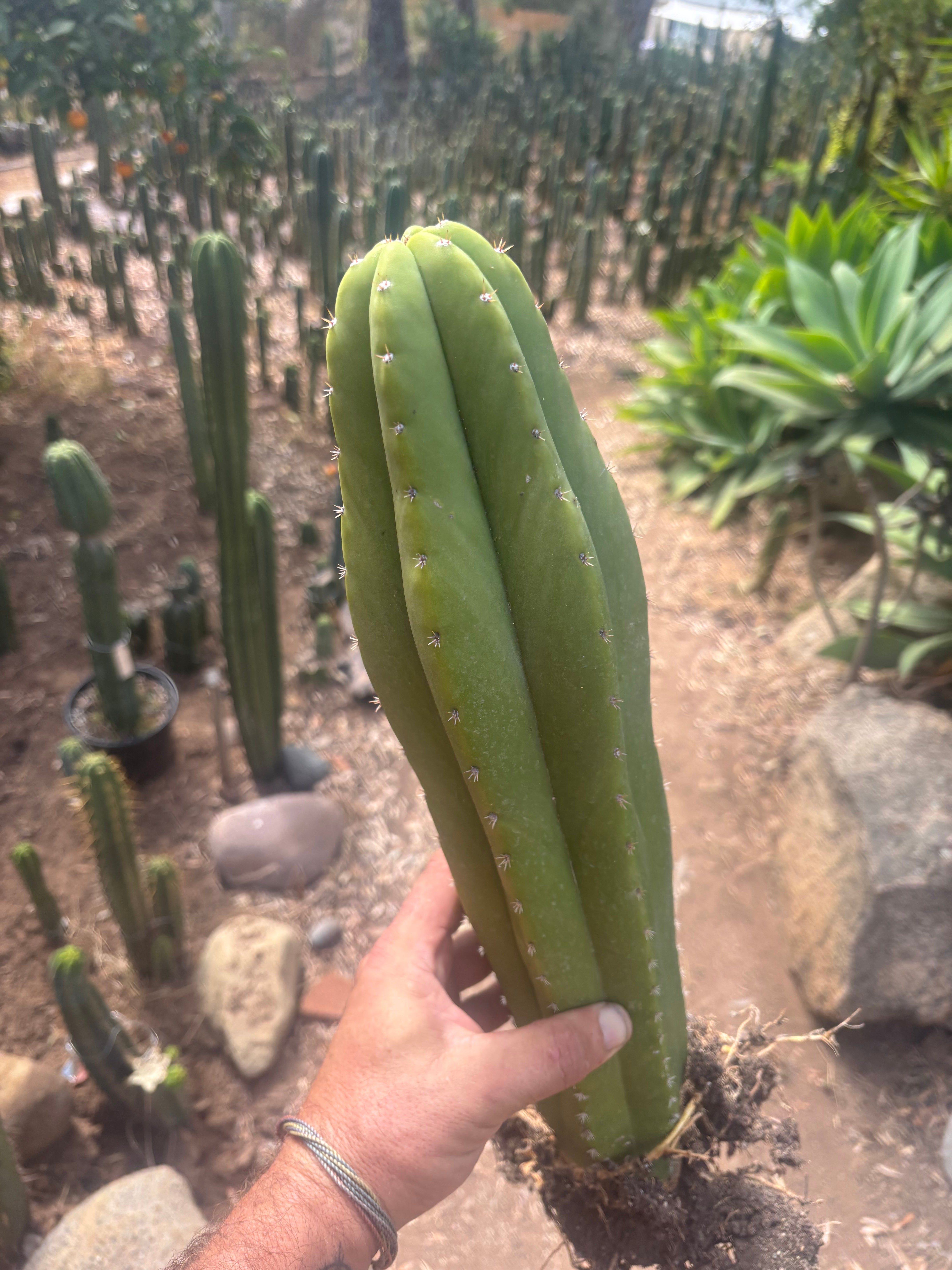 💎 Hulk x Kimnach — XL Seed Grown 18”