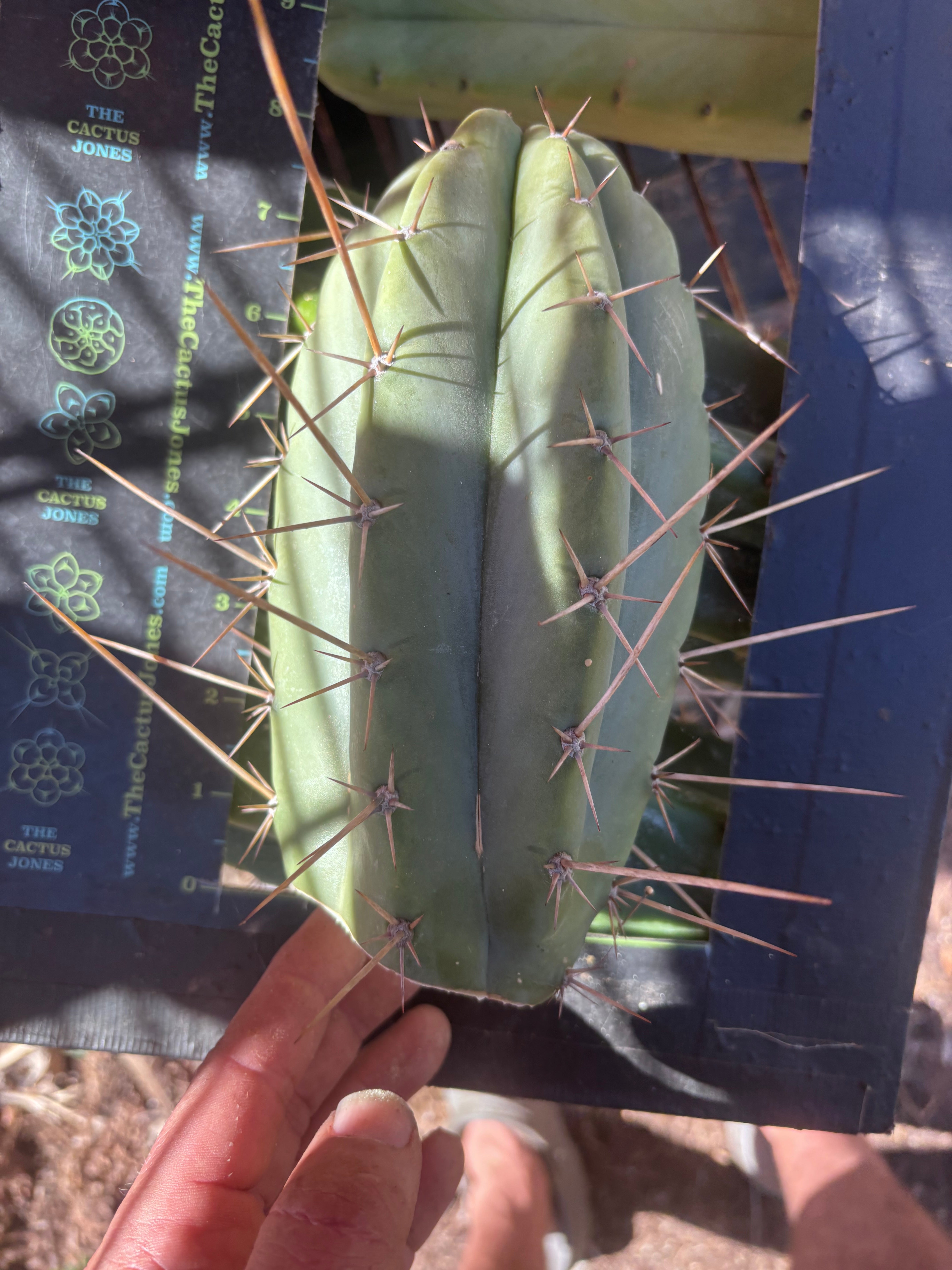 👑🌶️🌶️ Pala — Chubby 8” Tip