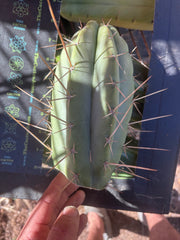 👑🌶️🌶️ Pala — Chubby 8” Tip