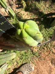 👑💎🌶️ Bob Gillette — 12” Tip