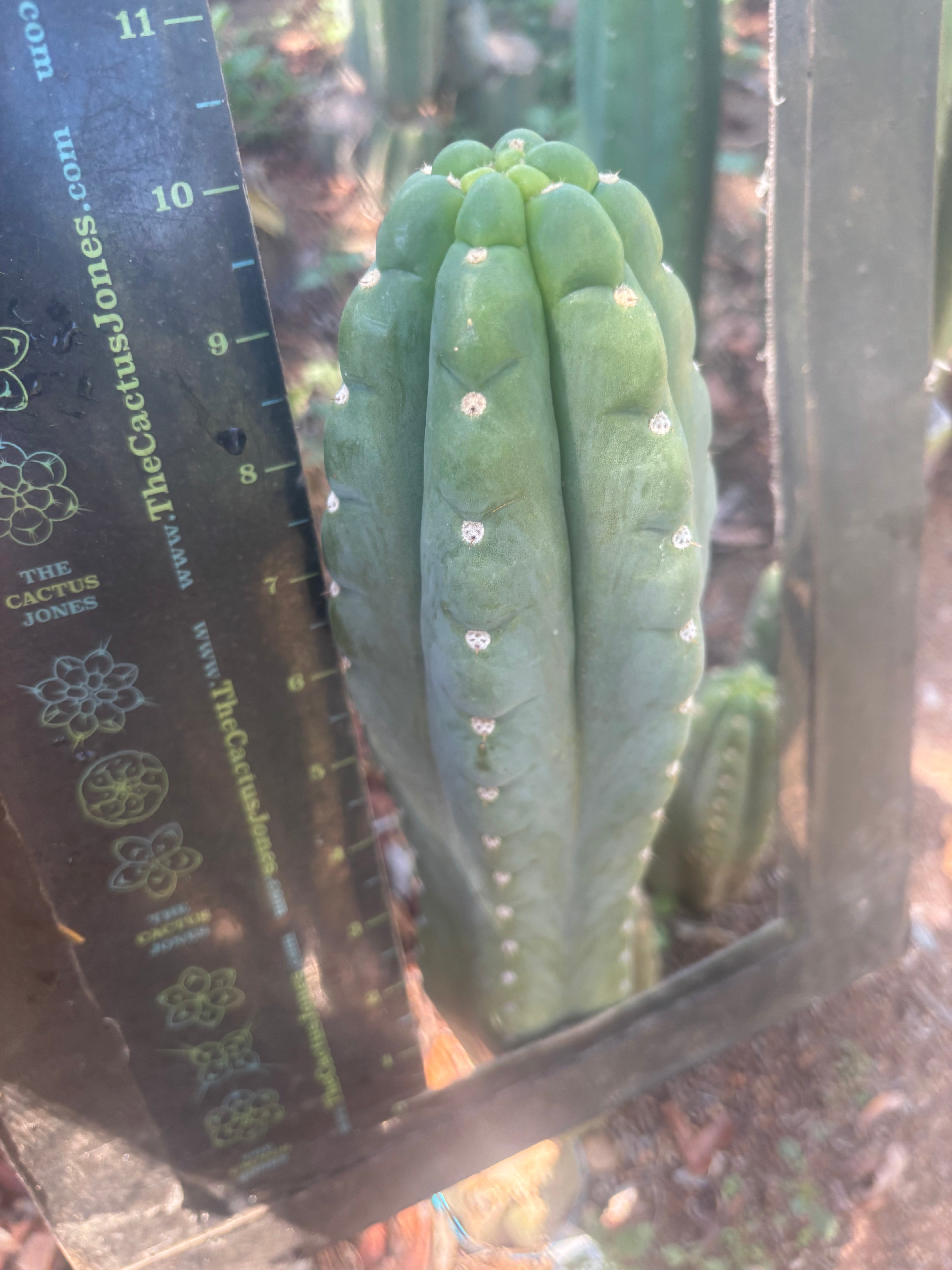 👑🌶️  Ichoca — 10” Tip