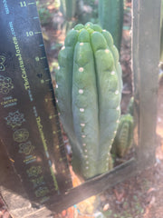 👑🌶️  Ichoca — 10” Tip