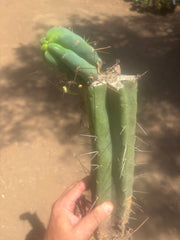 👑🌶️🌶️ Eileen — XL Rooted 15” Mid with Pup