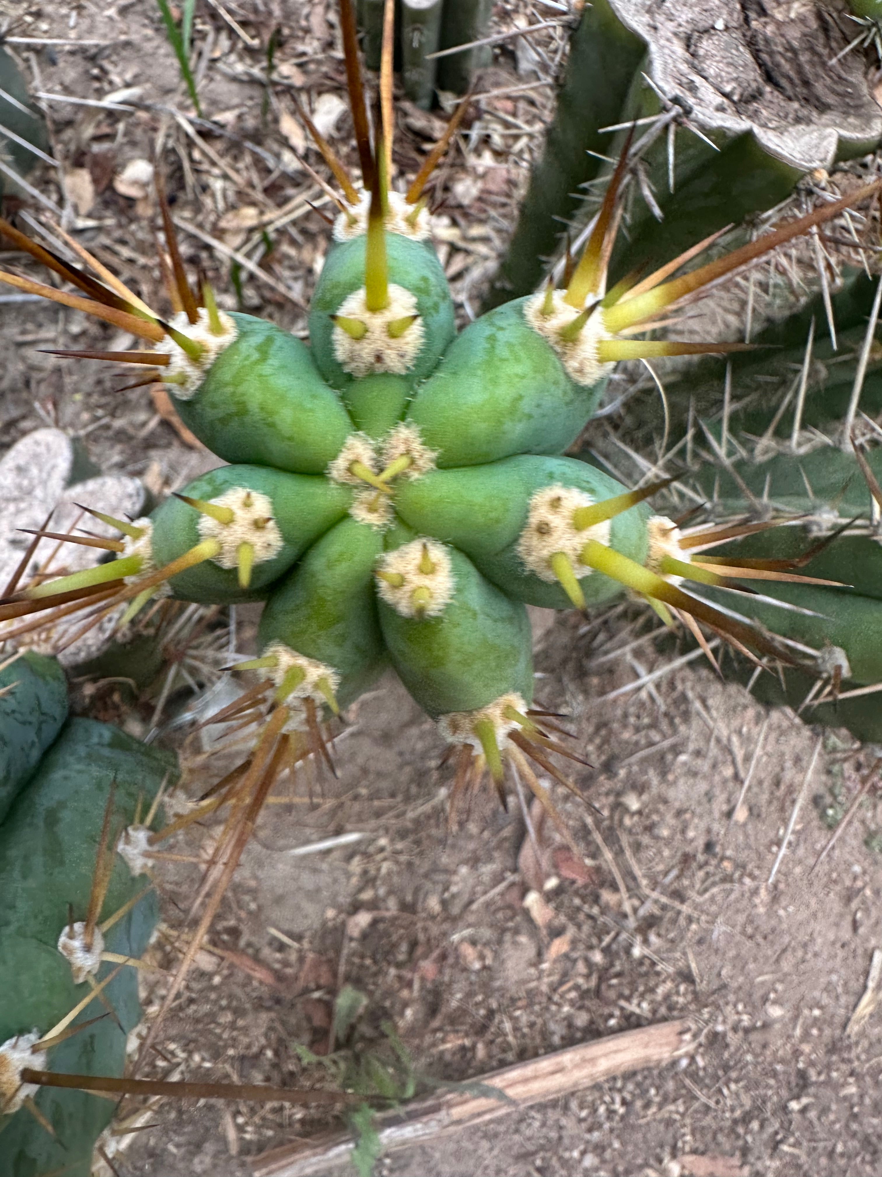 👑 KK242  — 12” Pup