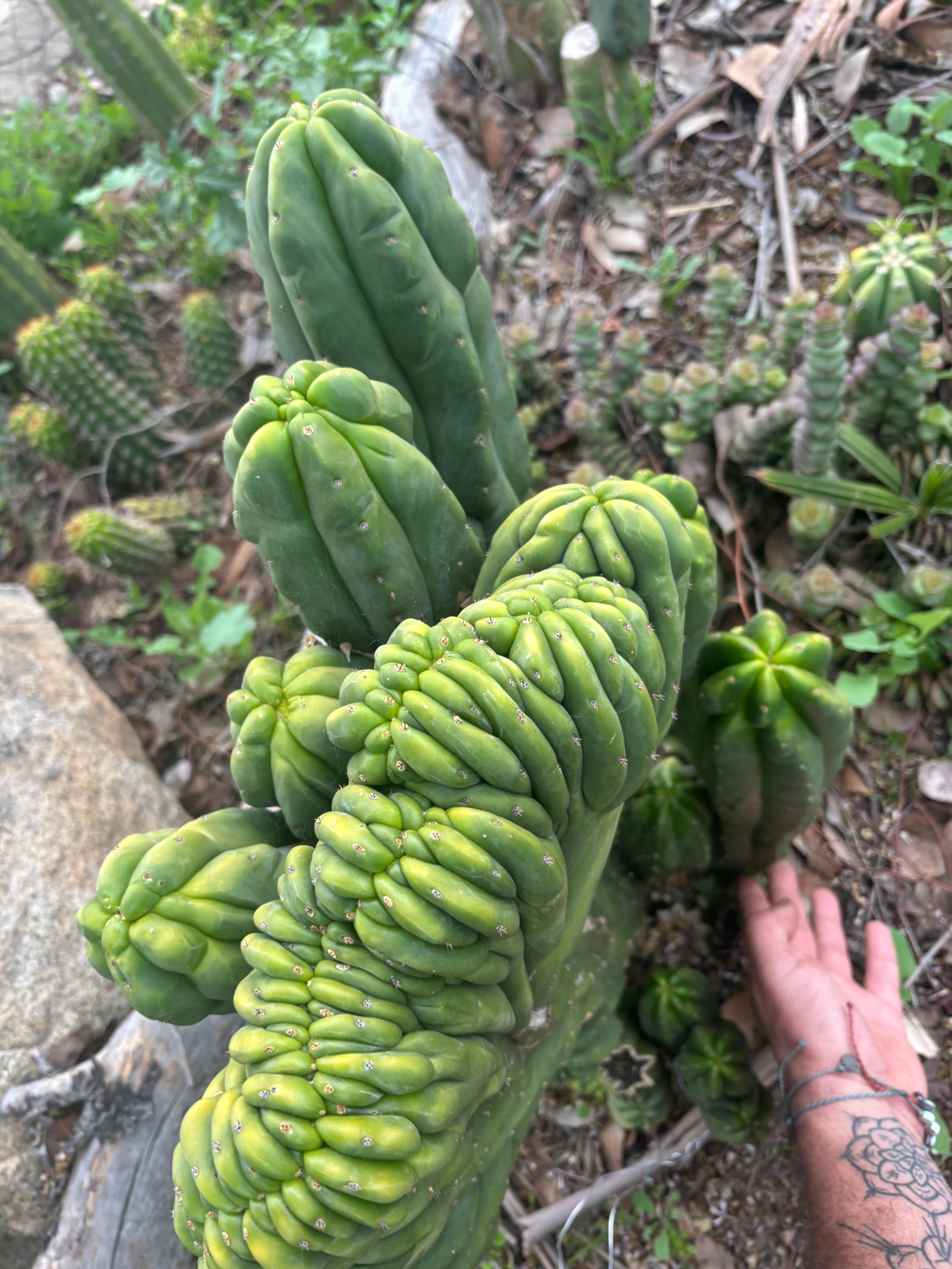 Custom Listing for Daniel S