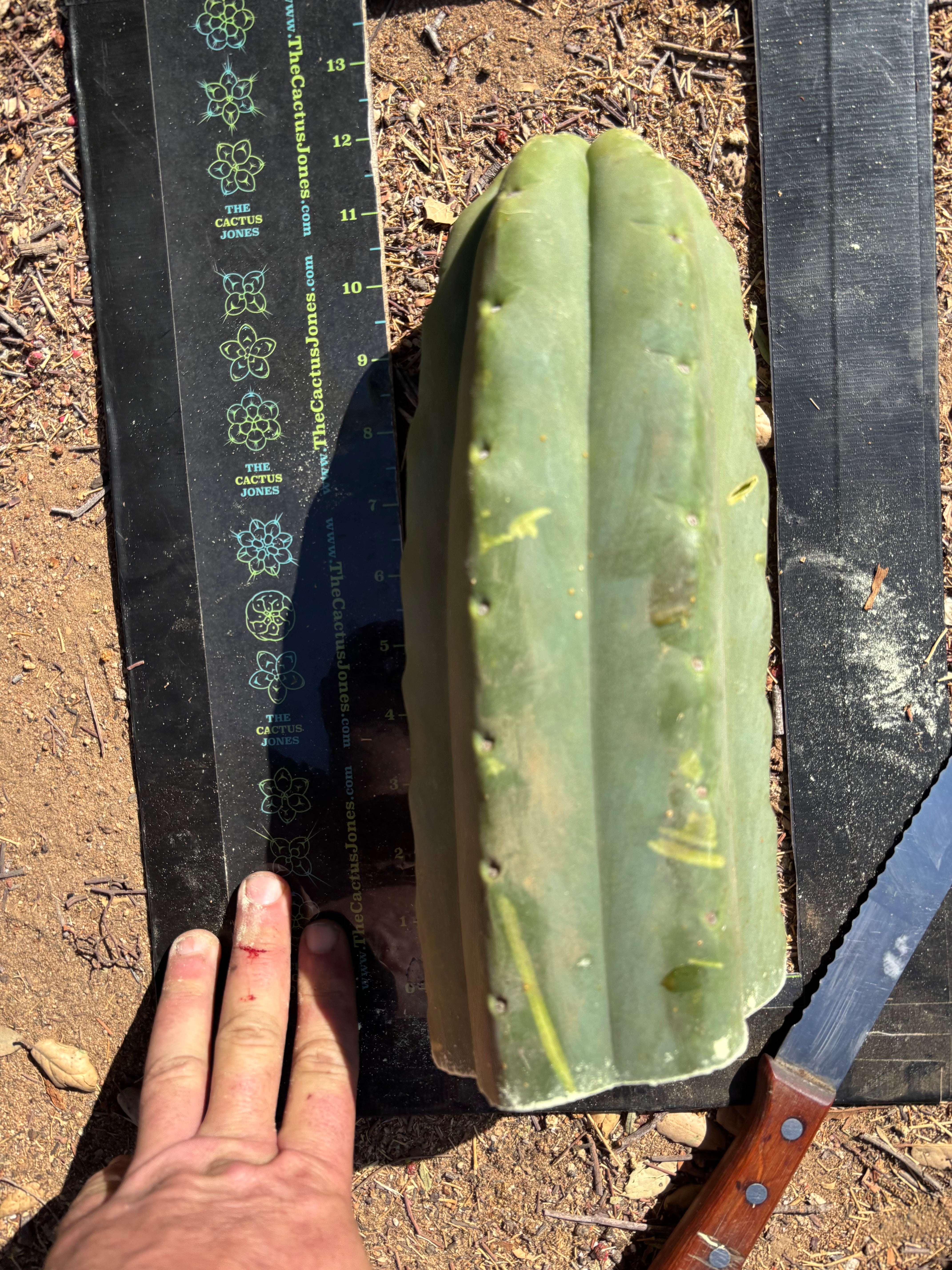 👑🌶️🌶️ Eileen — Max Girth 12” Tip