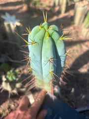 👑💎🌶️ Bluejones  — Flawless 10” Pup