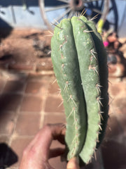 👑🌶️ Yowie — 10” Pup